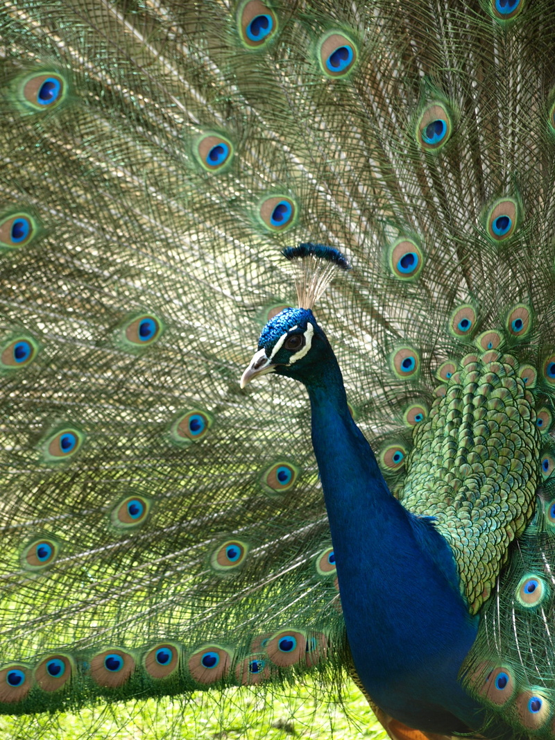animal head, nature, beauty in nature, Peacock, bird, Iridescent, full frame, one animal, pavo cristatus, fanned out, vertebrate, animal, animals in the wild