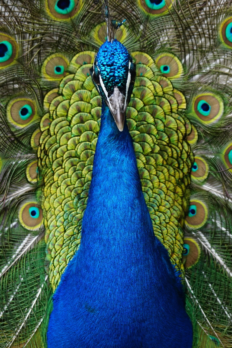 green, iridescent, 5K, feather, blue, day, pavo cristatus, animal wildlife, gorgeous, peacock, animals crest, animal head, outdoors, multi colored, one animal