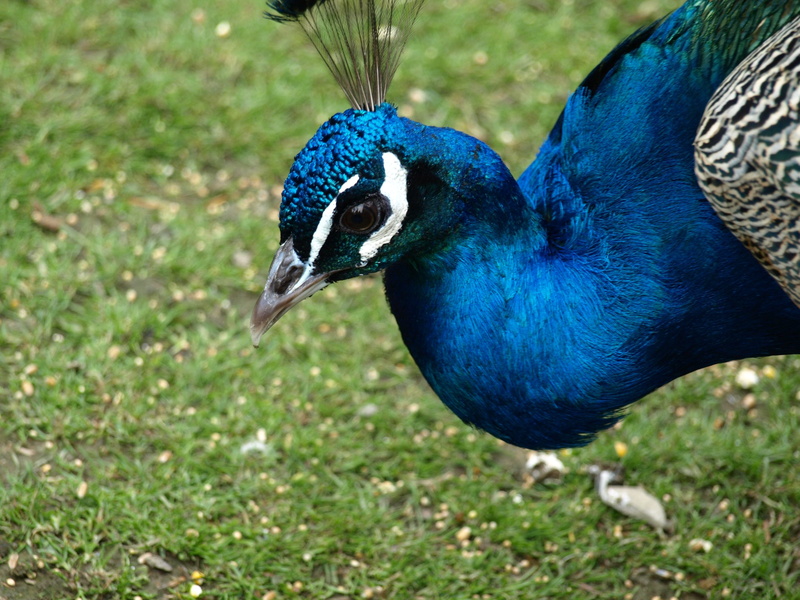 beauty in nature, bird, blue, grass, Peacock, day, animals in the wild, Head, animal wildlife, land, one animal, male animal, peacock head, Nature, outdoors