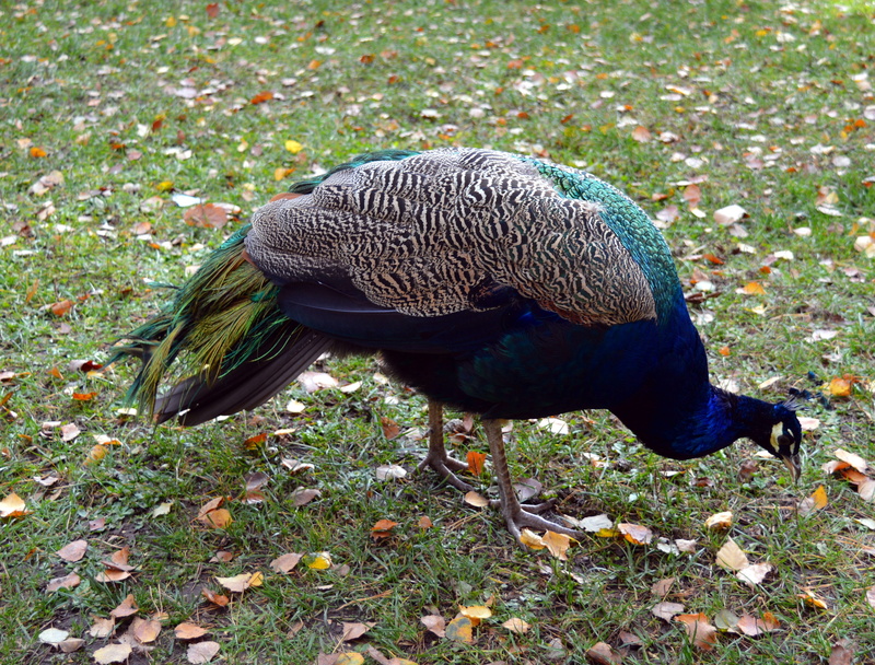 beautiful, plant, land, animal wildlife, animal themes, animal, grass, Peacock, one animal, outdoors, feather, courtship, ornamental birds, plumage, colorful