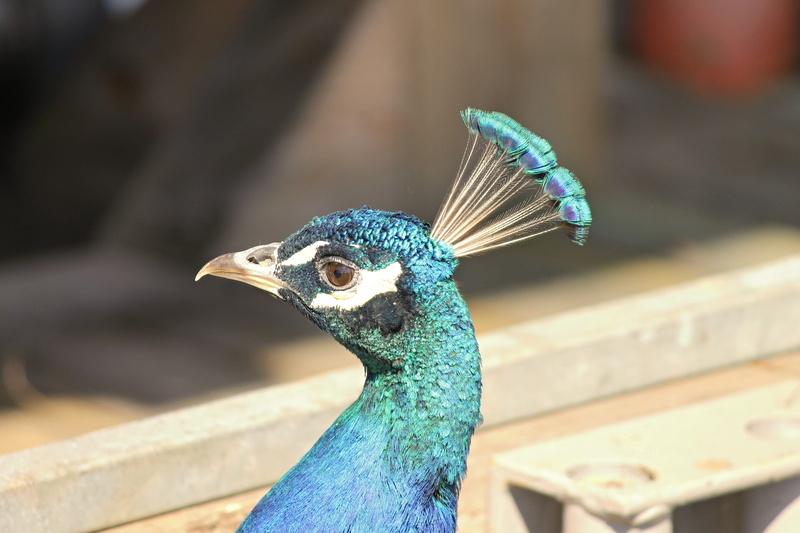 animal world, exotic, animal, bird, nature, plumage, blue, vertebrate, pavo cristatus, animal eye, animals in the wild, blue shimmering, portrait, beak