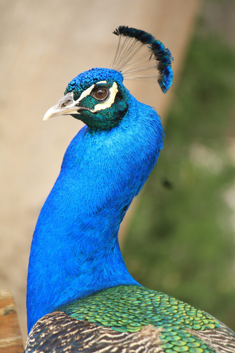 wings, fan, animal wildlife, animal themes, animals, beauty, animal body part, green, feather garden, bird, animals in the wild, one animal, ave, color
