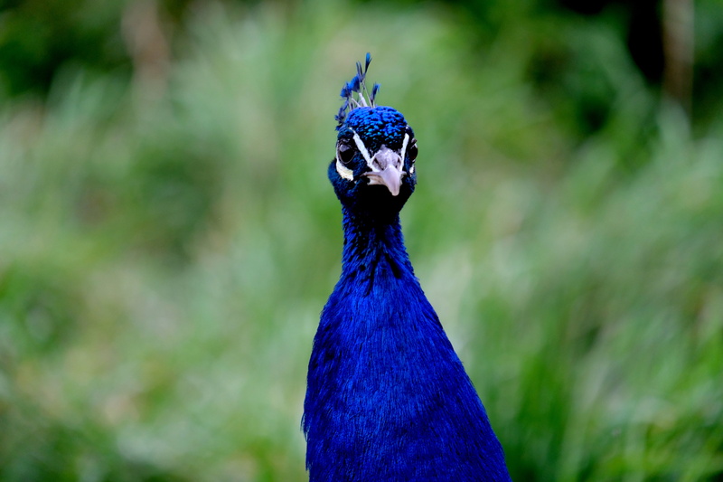 beautiful, peacock comb, bright, gorgeous, outdoors, blue, animals crest, no people, animal crest, male animal, animal, portrait, peacock head, animal wildlife