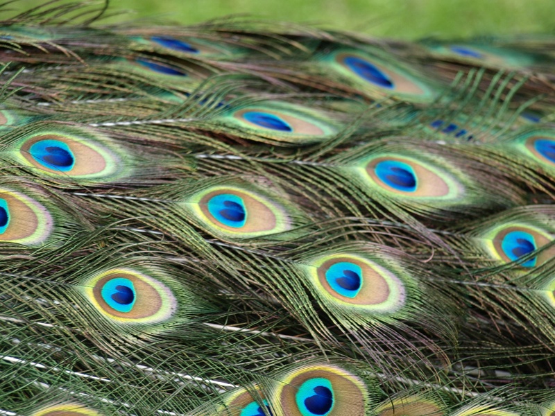 fanned out, beauty in nature, outdoors, animals in the wild, close-up, bird, 2K, vertebrate, animal themes, peacock feathers, animal neck, full frame