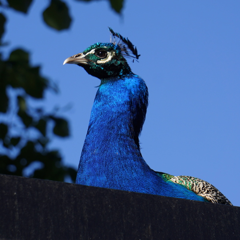 one animal, animals in the wild, 2K, multi Colored, the plume from the, peacock, animal themes, low angle view, clear sky, animal, no people, side view