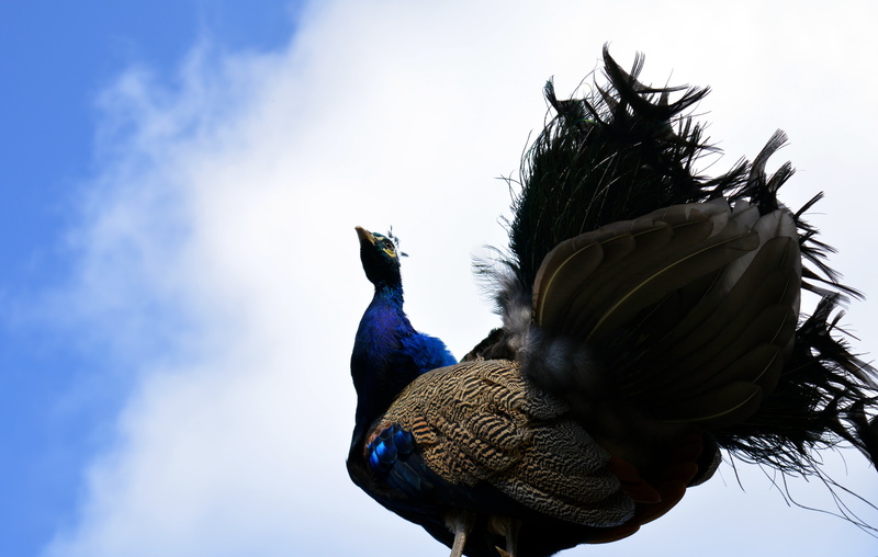 outdoors, colorful, domestic animals, one animal, feather, pheasant-like, courtship, day, cloud - sky, animals in the wild, pavo cristatus, 5K, tail, beautiful