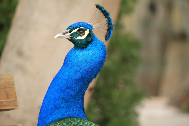 male, colorful, peak, animal neck, courtship, one animal, 2K, outdoors, pavo cristatus, feathers, fauna, nature, turkey, beak, animal eye, animal themes