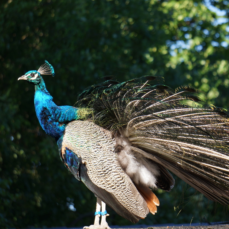 pavo cristatus, bird, one animal, spread wings, beauty in nature, day, nature, focus on foreground, 2K, plant, animals in the wild, animal, animal themes