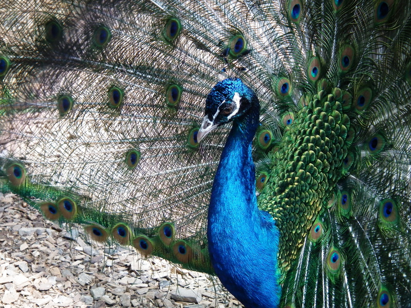 tail, animal wildlife, nature, peacock feathers, Animal, blue, color, multi Colored, colors, Peacock, peacock feather, peacock, elegance, close-up, gloss