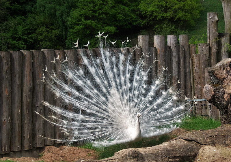 nature, Peacocks, bird, males, animals in the wild, spread, 1080P, barrier, animal themes, Hahn, boundary, plant, peacock feather, special colour, no people