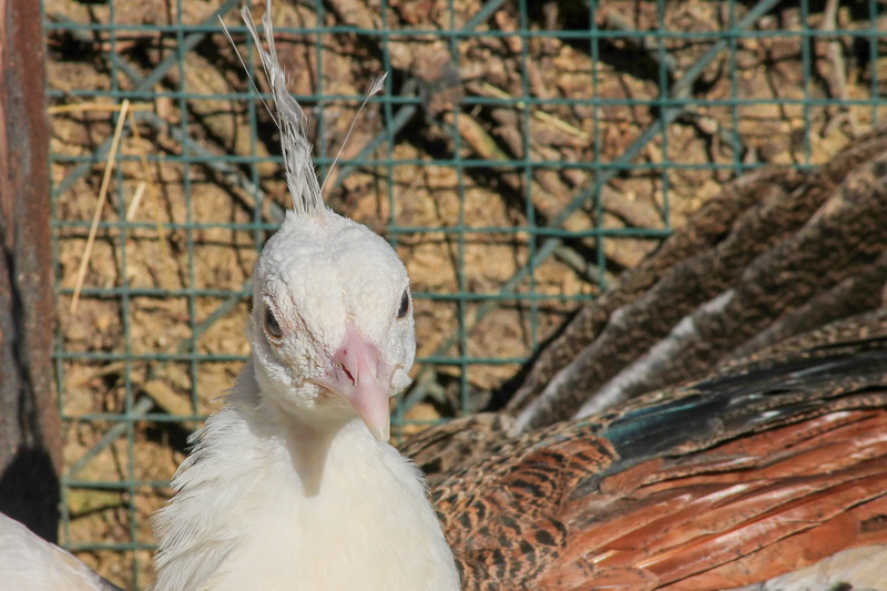 animal themes, feather, animal world, close up, plumage, jewellery, animal wildlife, front view, pavo cristatus, bill, no people, animals in the wild, vertebrate