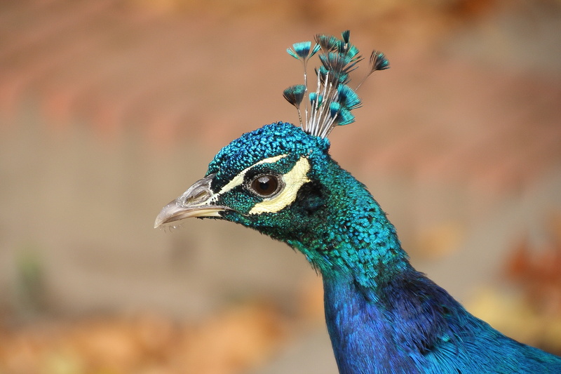 head, plumage, bill, 4K, bird, animal body part, nature, animals crest, wildlife photography, animal eye, peacock, blue, focus on foreground, beauty in nature