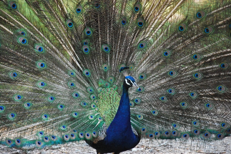 no people, showing, 4K, fanned out, blue, animals in the wild, peacock feather, day, bird, feather, animal themes, visual ornament, vertebrate, multi colored