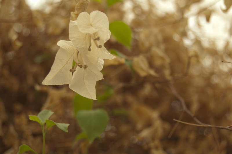 flower, growth, outdoors, plants, 2K, plant part, beauty in nature, plant, freshness, effects, nature, visual, land, flowering, tones, day, blossoms, natural condition