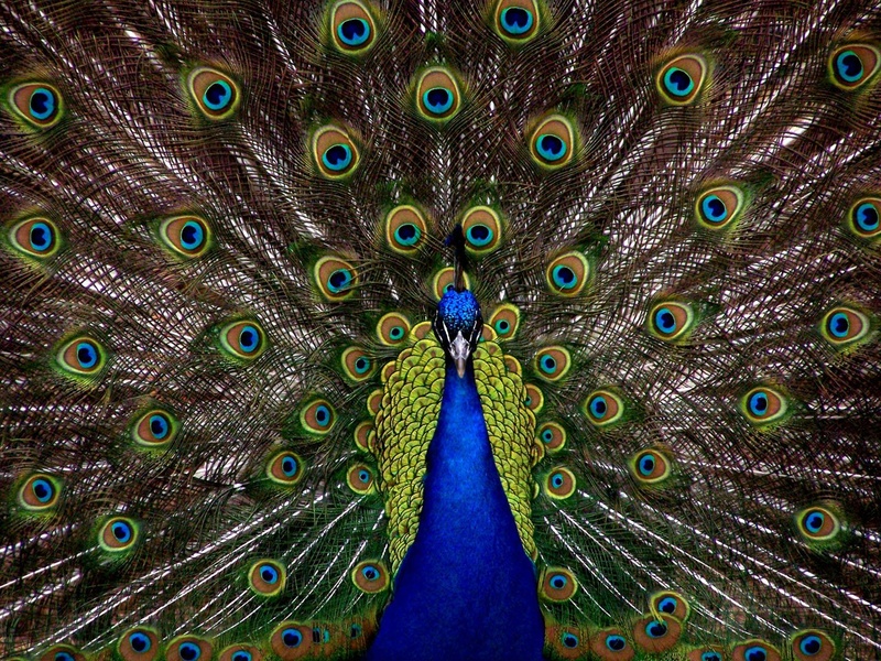 blue, multi Colored, feather, peacock feather, display, male Animal, full frame, fanned out, full, peacock, animal themes, colors, beak, elegant, bird