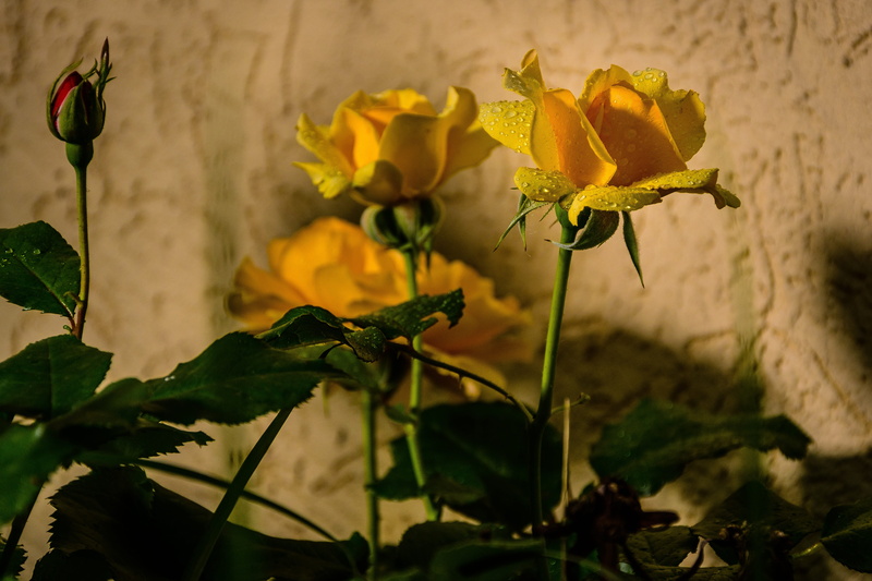 focus on foreground, freshness, flower, inflorescence, roses, nature, flowering plant, petal, fragility, beauty in nature, vulnerability, flowers, wall - building feature