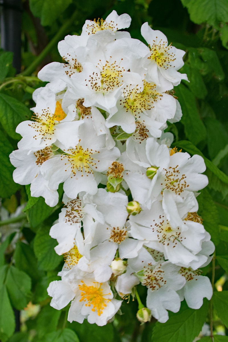 close-up, rose, 2K, blossom, nature, no people, petal, white, inflorescence, beauty in nature, growth, focus on foreground, flower, outdoors, ste, springtime