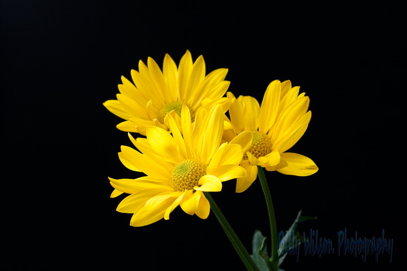 Studio, 4K, Window, petaled, Petal, Algoma, Compound, Northern  Ontario, Black, three, Northern Ontario, Flower, Stem, Nature, flowers, Stamen, Flora