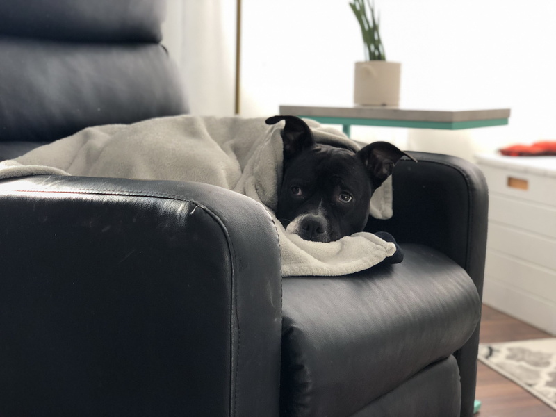 pets, sault ste. marie, art, mammal, pottery, plant, flower arrangement, 96 malabar dr, blossom, domestic animals, armchair, jar, black color, vase, animal themes