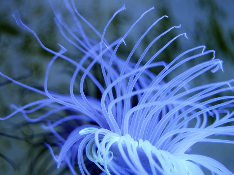 anemones, 720P, fishes, sea, gallery