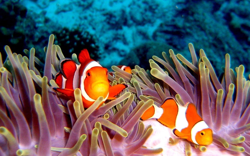 no people, 720P, beauty in nature, invertebrate, sea, group of animals, Clownfish, animal wildlife, Reef, Anemones, tropical, fish, ecosystem, Coral, Stipes