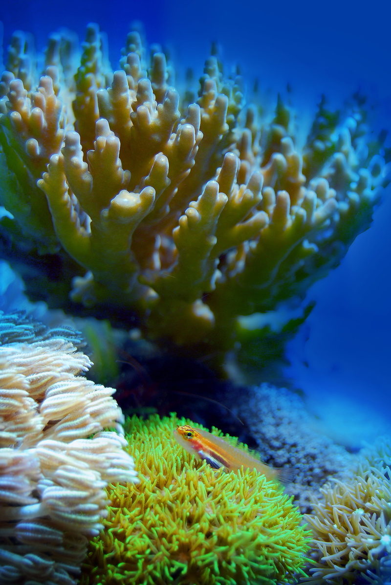 aquarium, wildlife, sea, aquatic, animal, coral, marine, no people, ecosystem, reef, close-up, brown, green, invertebrate, beauty in nature, water, animal wildlife