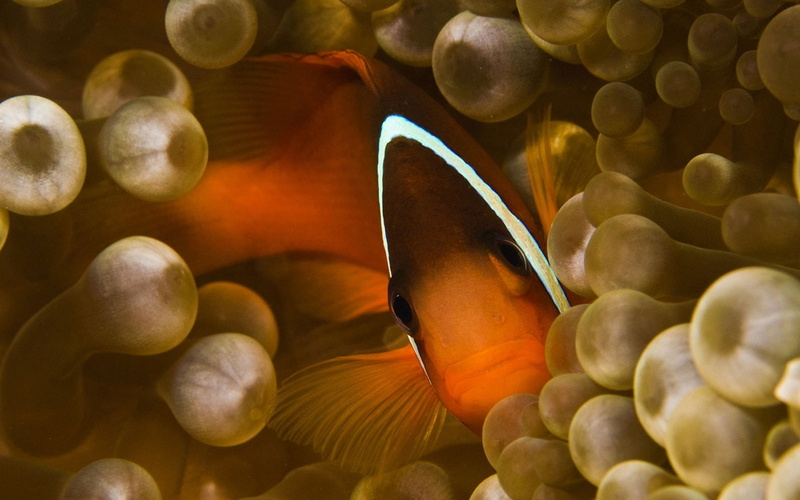 sea, 720P, fish, anemones, clownfish