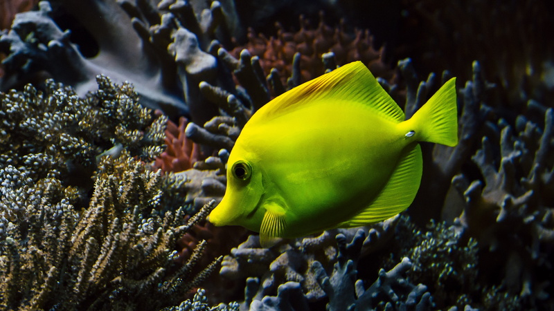 animal themes, ocean, underwater, marine, hawaii doctor fish, anemones, photography, animal, tropical fish, sea life, 5K, sea ​​fish, sea water, fish