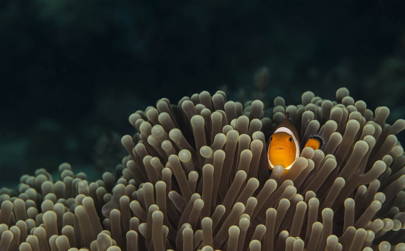 eyes, sea anemones, marine life, 5K, the bottom of the sea, fish