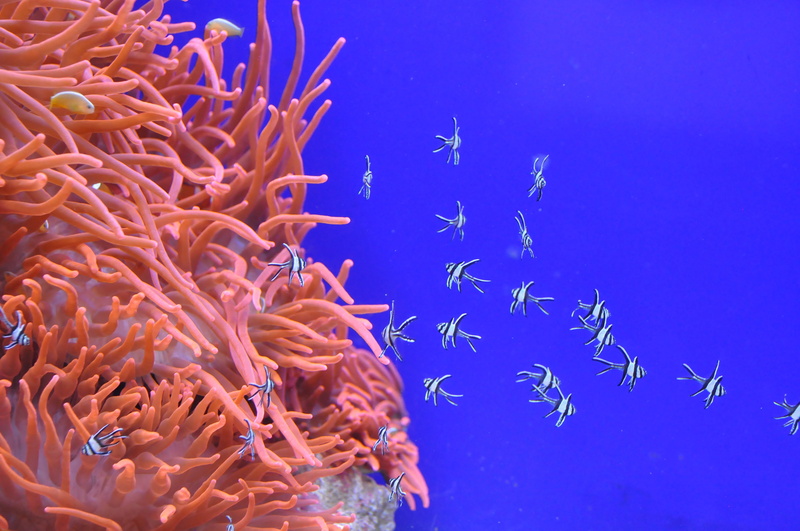 anemones, invertebrate, sailfish, sea, animals in the wild, 4K, no people, swimming, blue, vertebrate, ecosystem, white, animal wildlife, and small, coral