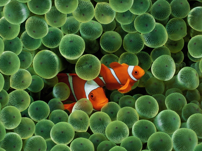 animal themes, clown fish, no people, underwater, sea, beauty in nature, animal, marine, animal wildlife, one animal, Clownfish, animals in the wild, sea life