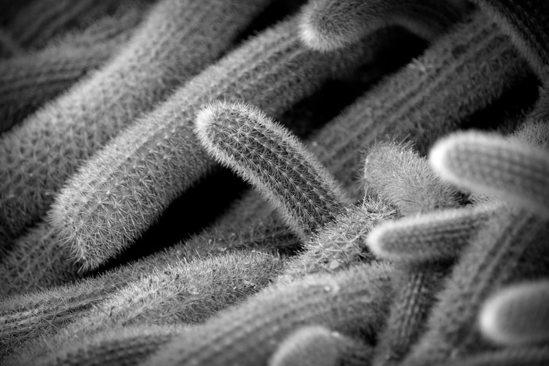 pattern, close-up, botanical  gardens, photography, washington  dc, alex  day, bacterias, needle, cactus, gray, textile, needles, Cacti, nikon  d3300, 5K
