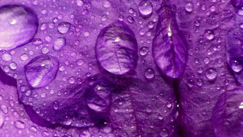artistic, raindrop, futuristic, wet, dew, beauty in nature, decoration, shape, healthy eating, flowering plant, render, water, art, 1080P, nature