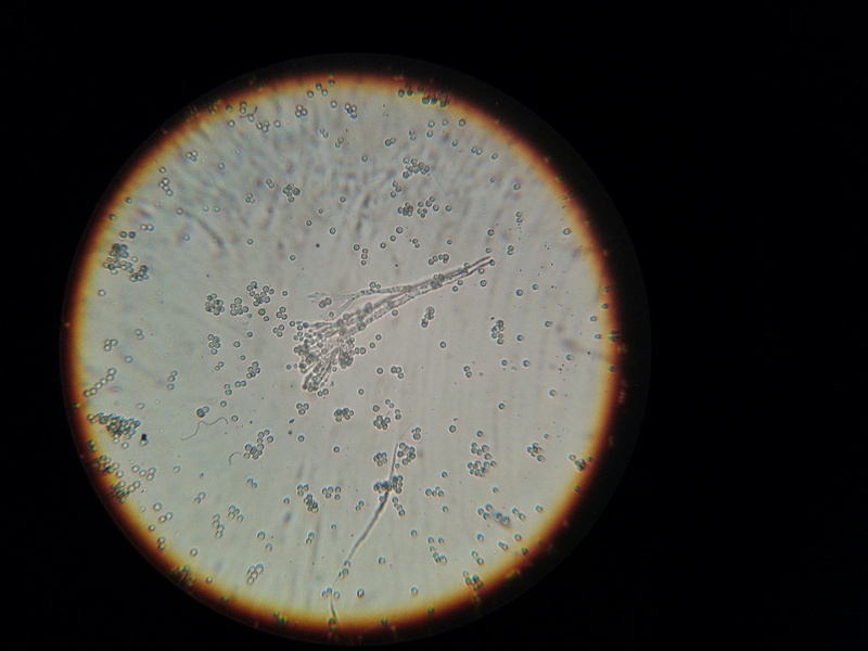 2K, studio shot, food, directly above, biology, close-up, microscope, education, fruit, drink, research, food and drink, science, nature, water, shape