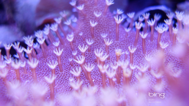 close-up, science, animal, nature, photograph, color, space, macro, water, bacteria, shape, flowers, texture, artistic, drop, extreme close-up