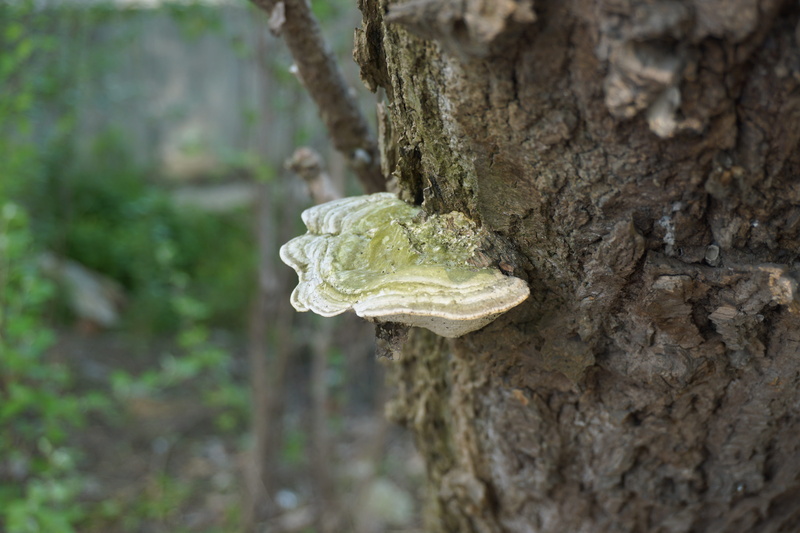 outdoors, Tree, moss, mushroom, lichen, rainforest, growth, brown, toadstool, 5K, vegetable, land, plant, number of bacteria, forest, Number, plant bark