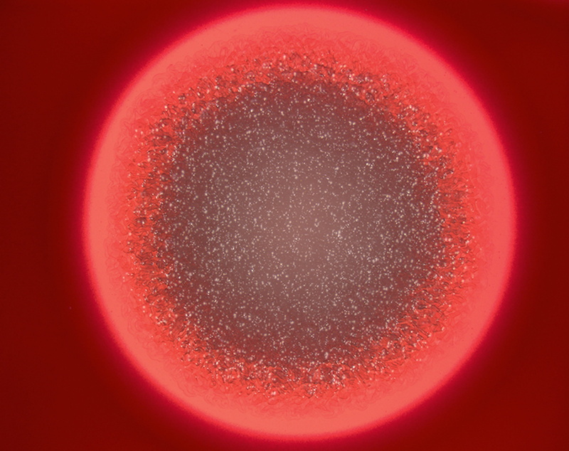 drink, science, sphere, no people, pink color, abstract, food and drink, close-up, bacteria, refreshment, medusa head, shape, 2K, creativity, bacillus cereus