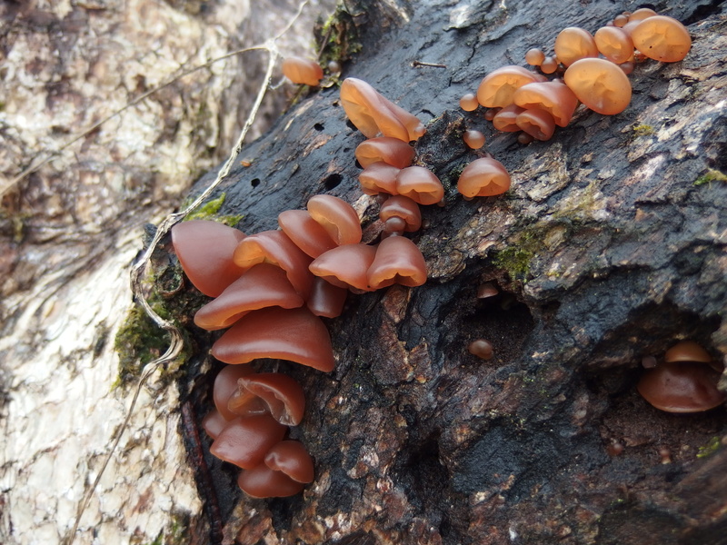 tree trunk, outdoors, trunk, natural, toadstool, auricularia, day, textured, hand, bark, bacteria, human body part, nature, plant, growth, human hand, lichen
