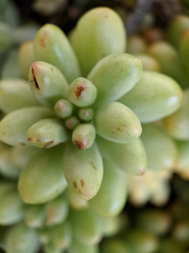 focus on foreground, leaves, close-up, healthy eating, food, plant, los angeles, no people, growth, abundance, day, 4K, flower, grape, bacteria, tree