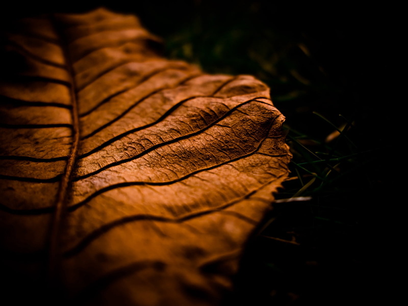 plant part, abstract, shade, green Color, pattern, leaf, day, outdoors, forest, botany, macro, tree, focus on foreground, brown, selective focus, season