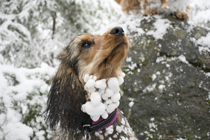 travel around, face, fever, surface, purebred Dog, snowing, canine, snowfall, snout, winter, vertebrate, tree, reputation, Snowball, domestic, season, pets
