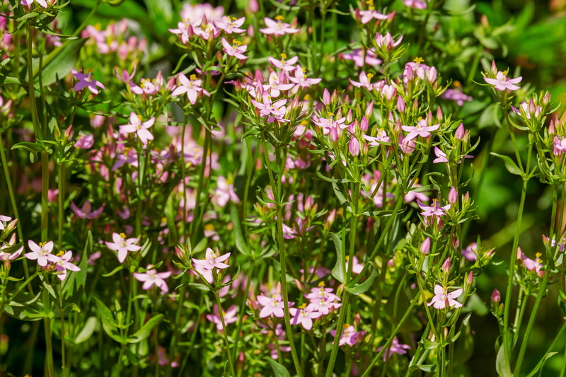 pink color, flowering plant, herb, flower, plant part, nature, god of grace, beauty in nature, freshness, fever herb, centaurium erythraea, real centaury
