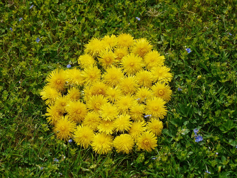 growth, no people, field, flower heart, outdoors, nature, flower, 1080P, freshness, green, high angle view, plant, beauty in nature, spring, fragility