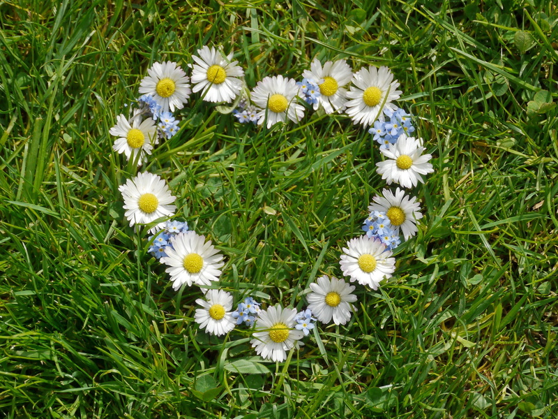 nature, flower head, petal, flowering plant, heart, flower, flower heart, spring, grass, vulnerability, forget me maybe, growth, welcome, of course, feelings