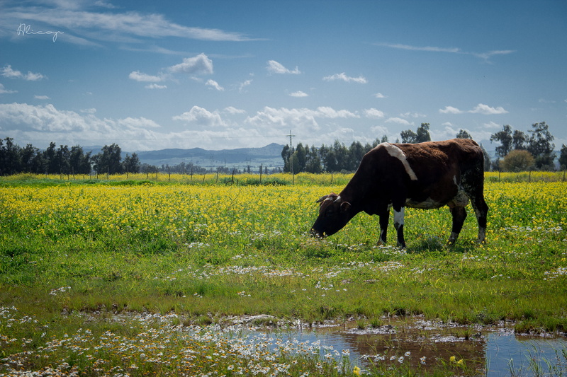 thebest_capture, sky, nature, grass, gras, one animal, no people, mammal, outdoors, green, pets, livestock, animal, spring, 5K, earthgallery, vertebrate
