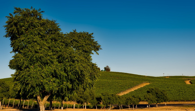 tranquility, beautiful, plants, sonoma, countryside, tranquil scene, green, outdoors, beauty in nature, tree, napa valley, italy, green color, landscaped