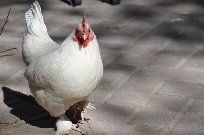 strut, chicken - bird, livestock, white, protein, one animal, white color, hahn, no people, country life, rooster, eat, farm, domestic animals, curious