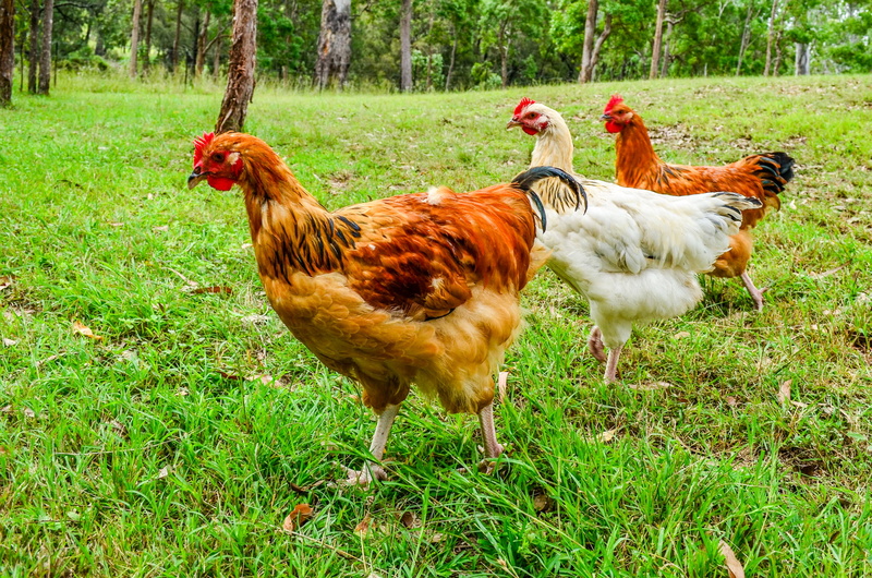 land, fowl, rooster, farm, group of animals, pets, mammal, nature, outdoors, beak, 4K, male animal, organic, animal themes, field, chick, meadow, chicken - bird