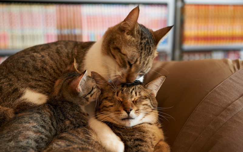 pets, tabby, feline, cat, domestic, animal, sleeping, comfort, silver, ginger cat, no people, eyes closed, one animal, house, cats, domestic cat, 1080P