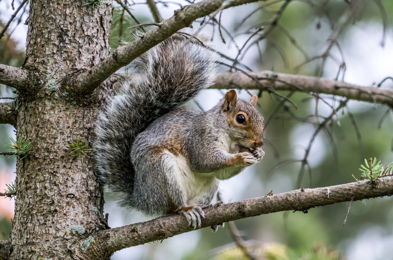 close-up, plant, rodent, branch, fluffy, forest, daytime, sitting, outdoor, nut, small, eating, tree, animal wildlife, one animal, 5K, wildlife, day, brown